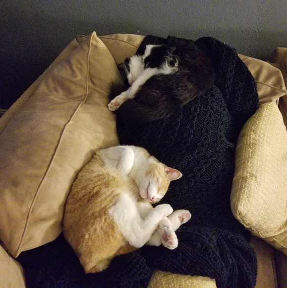 Meet your Posher, Caleb - Picture 7 of 8